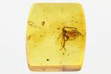 Detailed Fossil Ichneumon Wasp and Springtail In Baltic Amber #310944-1